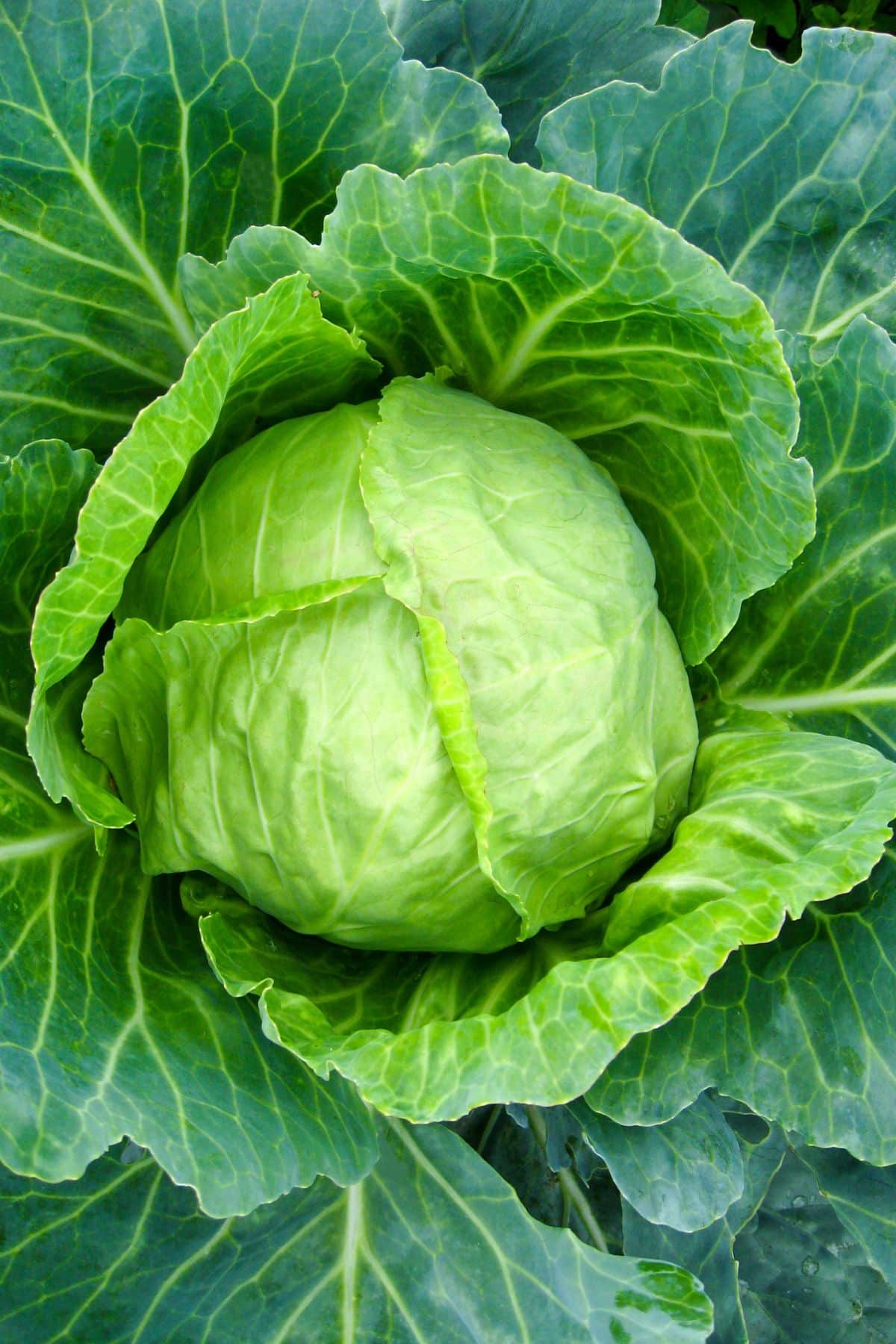 is cabbage keto friendly